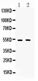 CHRM2 Polyclonal Antibody