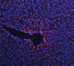 Cytokeratin 18 Antibody in Immunohistochemistry (Paraffin) (IHC (P))