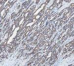 Cytokeratin 18 Antibody in Immunohistochemistry (Paraffin) (IHC (P))