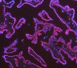 Cytokeratin 18 Antibody in Immunohistochemistry (Paraffin) (IHC (P))