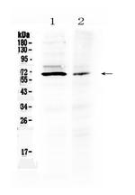 AMH Polyclonal Antibody