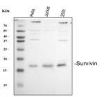 Survivin Antibody in Western Blot (WB)
