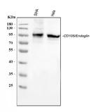 CD105 Antibody in Western Blot (WB)
