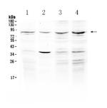 ECE1 Polyclonal Antibody
