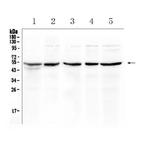 eIF3e Polyclonal Antibody