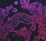 Cytokeratin 8 Antibody in Immunohistochemistry (Paraffin) (IHC (P))