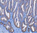 Cytokeratin 8 Antibody in Immunohistochemistry (Paraffin) (IHC (P))