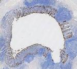 Cytokeratin 8 Antibody in Immunohistochemistry (Paraffin) (IHC (P))