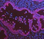 Cytokeratin 8 Antibody in Immunohistochemistry (Paraffin) (IHC (P))