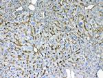 Cytokeratin 8 Antibody in Immunohistochemistry (Paraffin) (IHC (P))