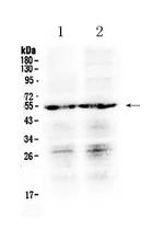 PTGER4 Polyclonal Antibody