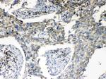 S6 Antibody in Immunohistochemistry (Paraffin) (IHC (P))