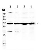 S6 Antibody in Western Blot (WB)