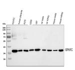 SPARC Polyclonal Antibody