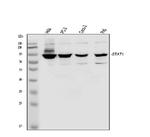 STAT1 Antibody in Western Blot (WB)