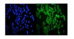 HSP20 Polyclonal Antibody