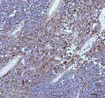 IL-22 Antibody in Immunohistochemistry (Paraffin) (IHC (P))