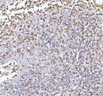 IL-22 Antibody in Immunohistochemistry (Paraffin) (IHC (P))