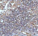IL-22 Antibody in Immunohistochemistry (Paraffin) (IHC (P))