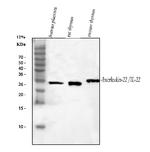 IL-22 Antibody in Western Blot (WB)