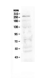 NOTCH1 Polyclonal Antibody