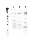 NPAS2 Polyclonal Antibody