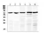 c-Raf Polyclonal Antibody