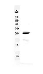 RND1 Antibody in Western Blot (WB)