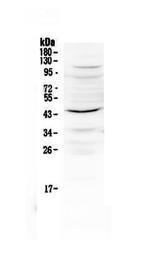 IL-12 p40 Polyclonal Antibody