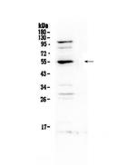 EpoR Polyclonal Antibody
