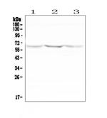 NOX2 Polyclonal Antibody