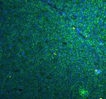 Caspase 4 Antibody in Immunohistochemistry (Paraffin) (IHC (P))