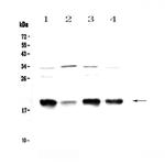 Galanin Polyclonal Antibody