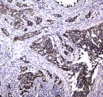 MRE11 Polyclonal Antibody