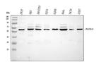 NOX4 Antibody in Western Blot (WB)