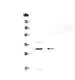 GPR40 Polyclonal Antibody