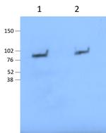 Lactoferrin Antibody in Western Blot (WB)