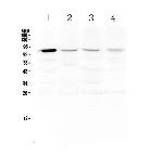 POLI Antibody in Western Blot (WB)