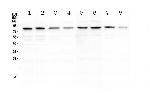 POLI Polyclonal Antibody