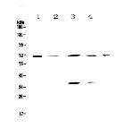 POLL Polyclonal Antibody