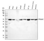 AMPK alpha-1 Polyclonal Antibody