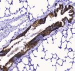 COX4 Antibody in Immunohistochemistry (Paraffin) (IHC (P))