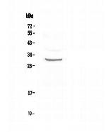 Fra1 Polyclonal Antibody