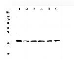 IL-10 Antibody in Western Blot (WB)