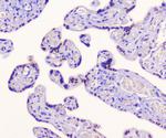 AES Antibody in Immunohistochemistry (Paraffin) (IHC (P))