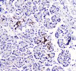 betacellulin Polyclonal Antibody