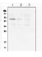 Caspase 2 Antibody in Western Blot (WB)