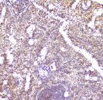 CCL6 Polyclonal Antibody