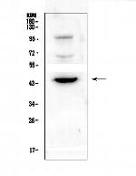 CD72 Polyclonal Antibody