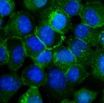 P-cadherin Antibody in Immunocytochemistry (ICC/IF)